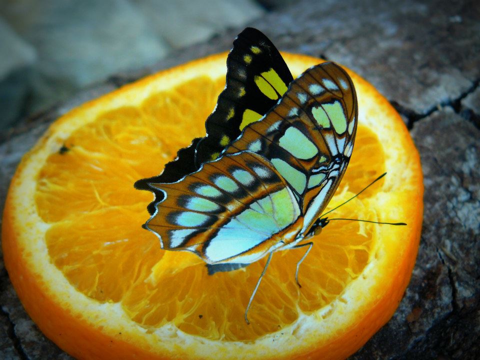 Tu ce fel de fluture&nbsp;ești?