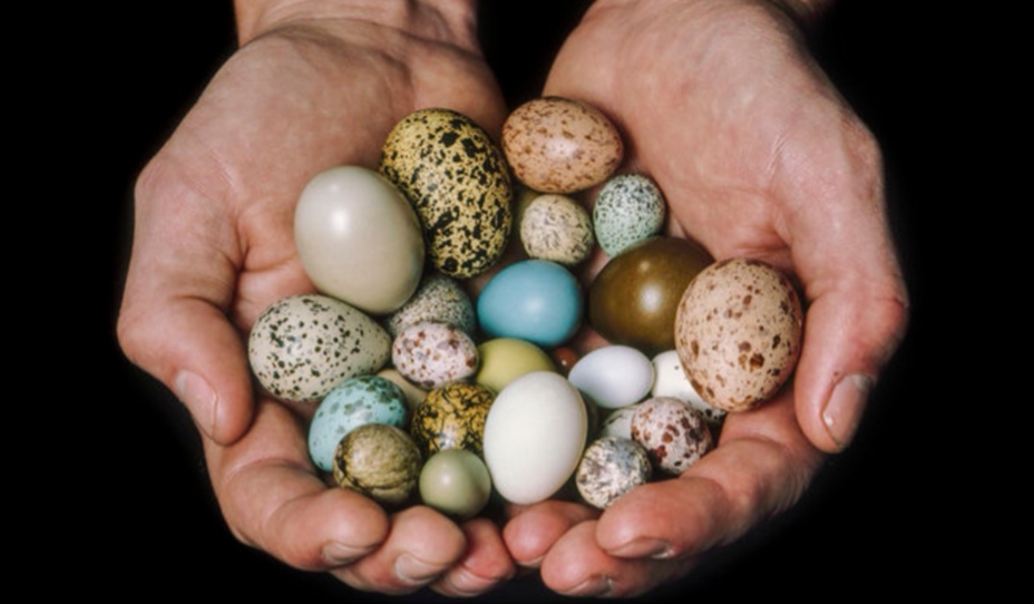 Un ou.. Două ouă… Câte ouă? 🙄 Partea&nbsp;întâi