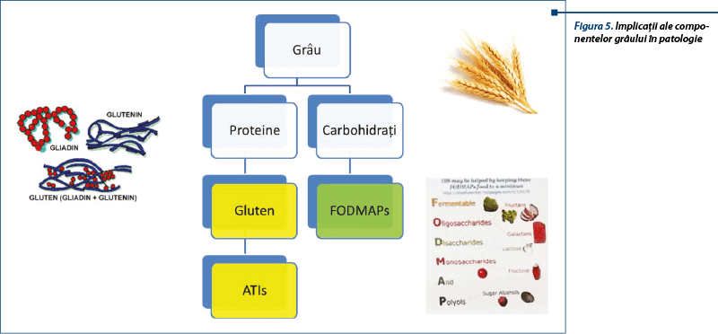 figura_5_implicatii_ale_componentelor_graului_in_patologie_4481_0_90_bigger.png